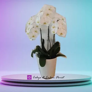 Bunga Anggrek Putih — Toko Bunga Bogor Cahya & Embun Florist